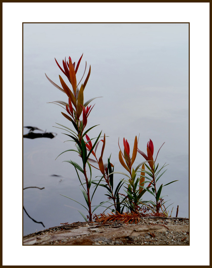 grasses190868w