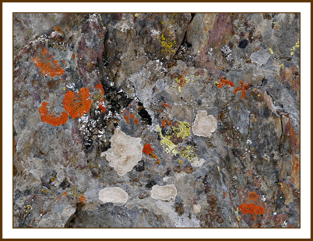 lichen1030780w