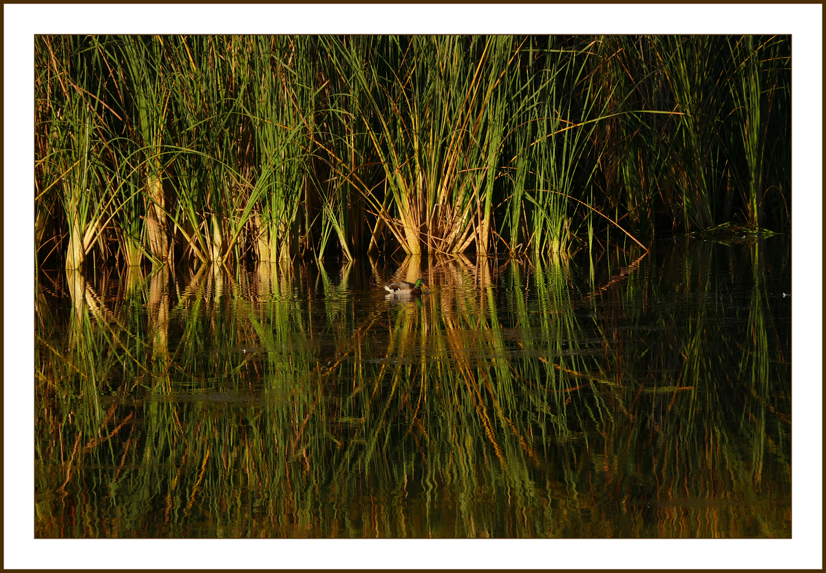 mallard1080727border