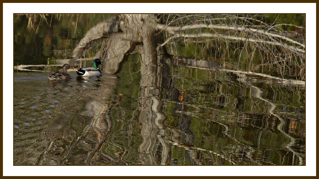 mallard1100394w