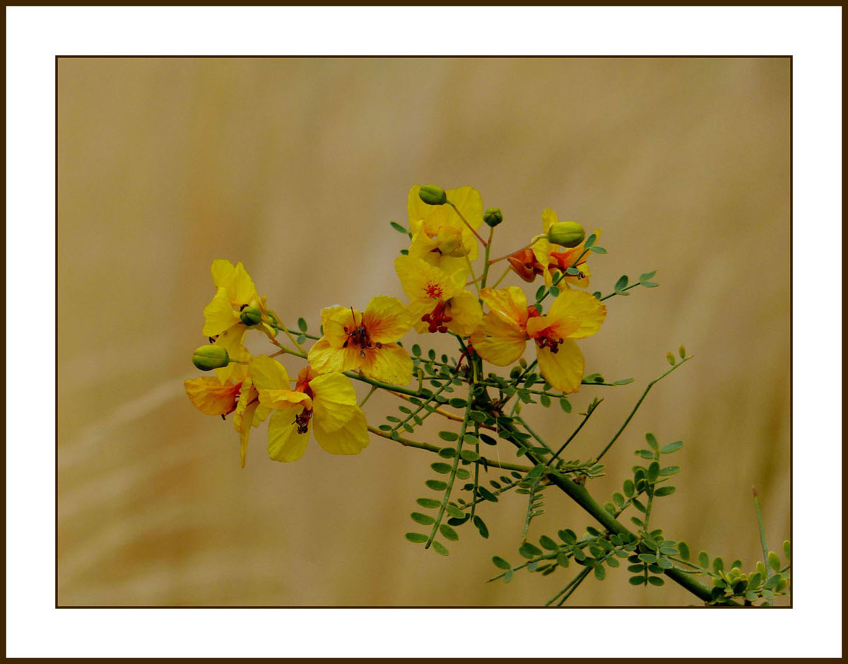 parkinsonia1150761w