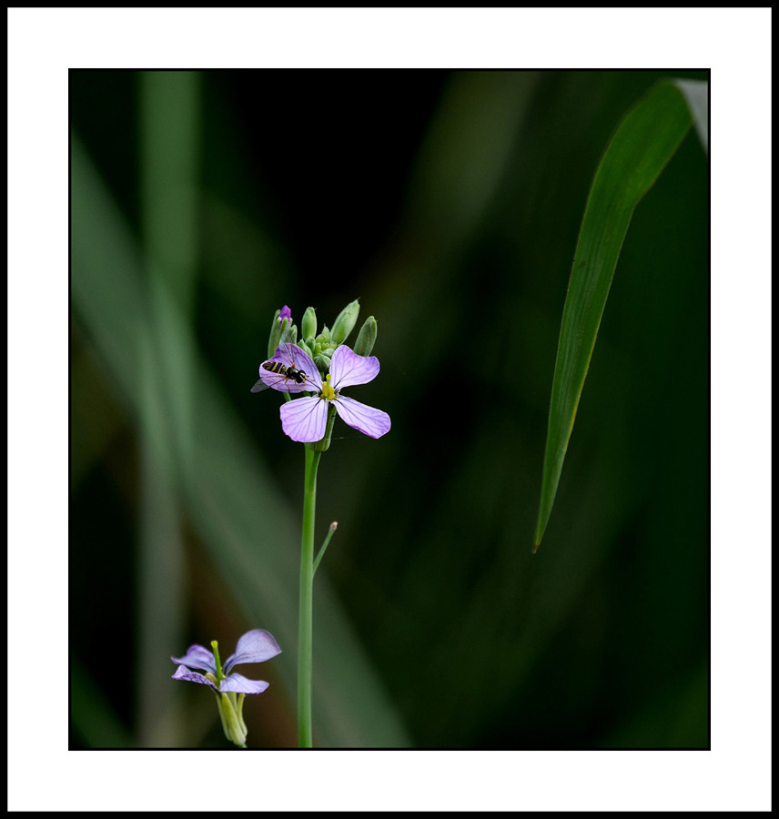 raphanus_sativa1150458w