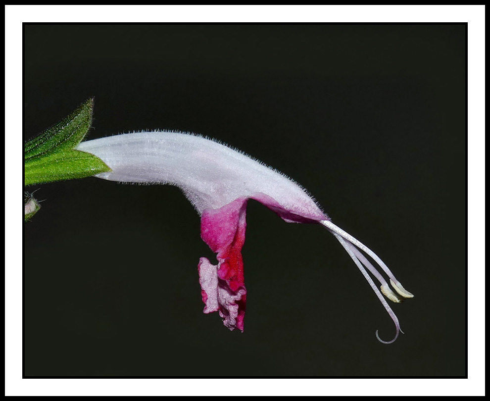 salvia_coccinea1260752aw