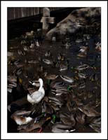 ducks1330107border