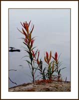 grasses190868w