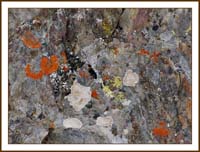 lichen1030780w