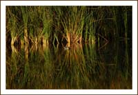 mallard1080727border