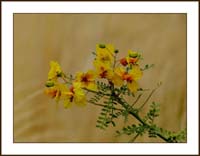 parkinsonia1150761w