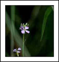 raphanus_sativa1150458w