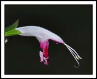 salvia_coccinea1260752aw