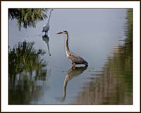 z-ardea_herodia1150500aw