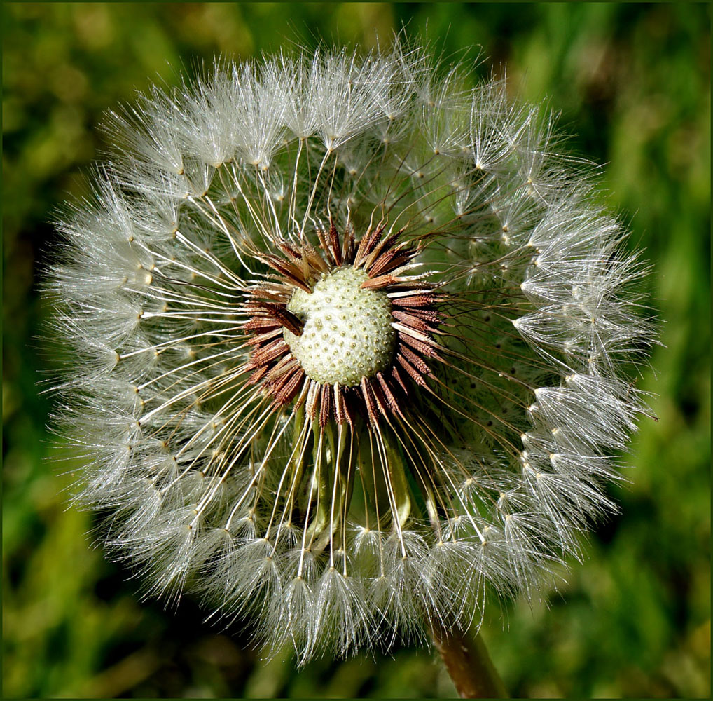 03dandelion0921cw