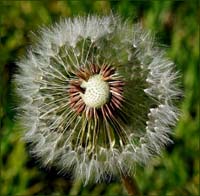 03dandelion0921cw