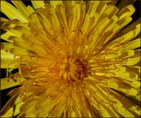 04dandelion0972aw