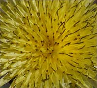 05taraxacum_officinale1271w