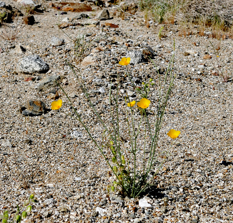 15eschscholzia1180925w