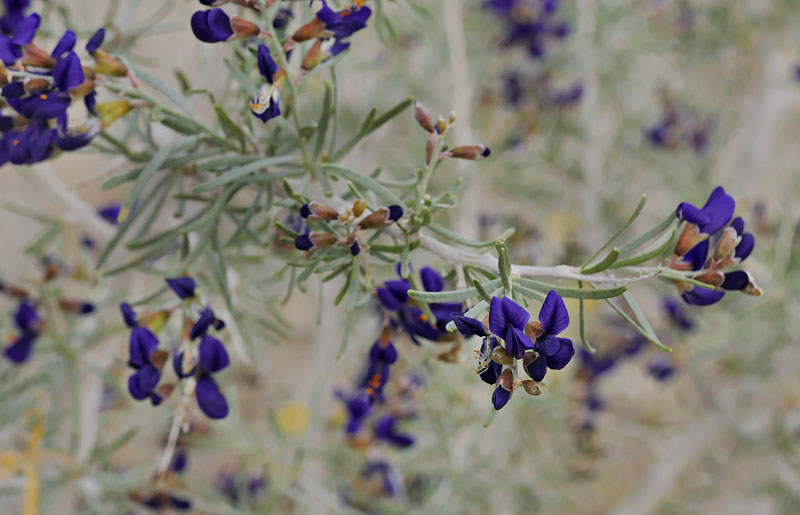 31psorothamnus_schottii1190181w