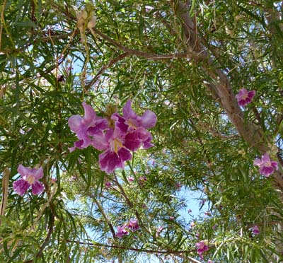 05chilopsis_linearis1150994aw