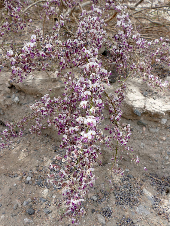 09olneya_tesota1210289w
