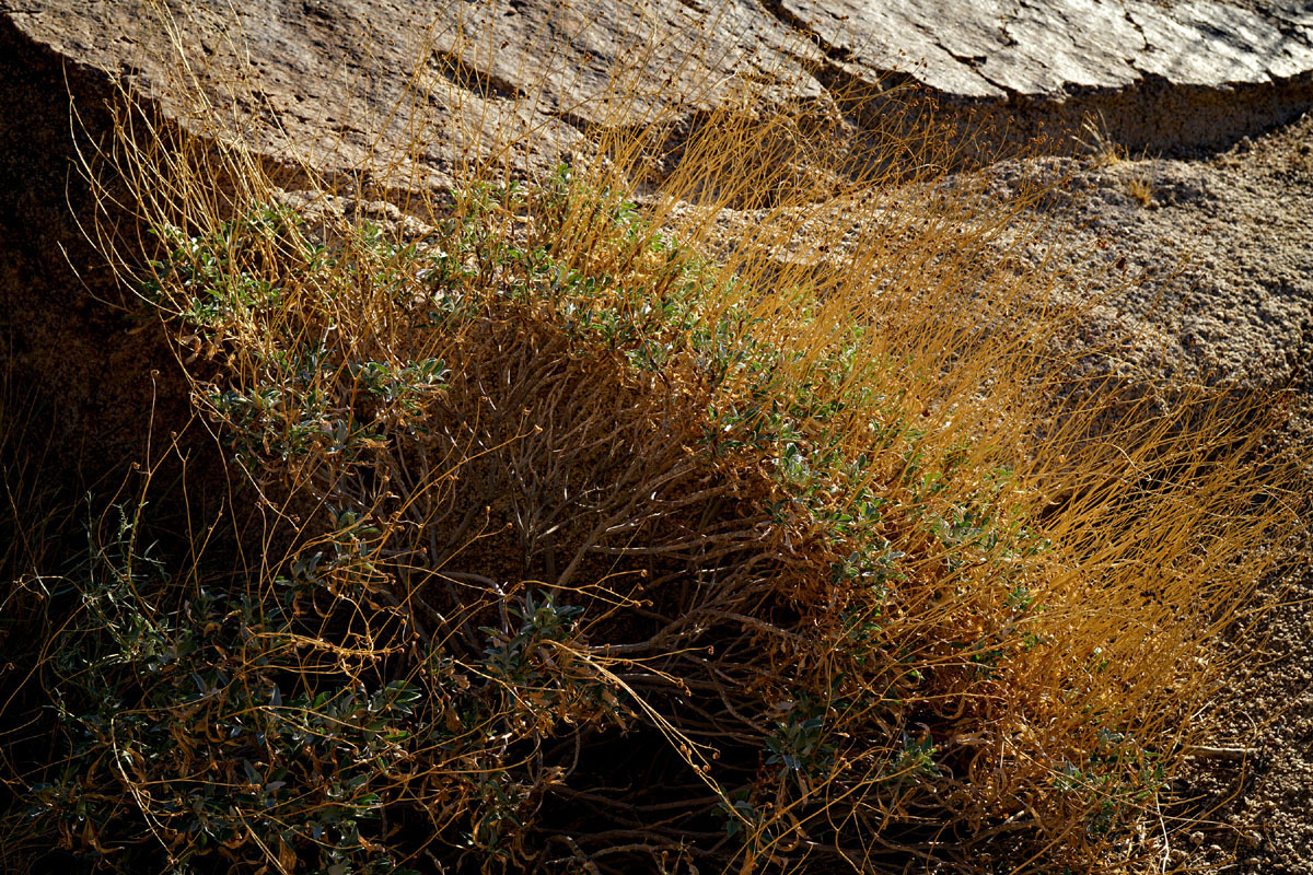 11encelia_farinosa08441w