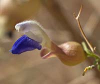 07scutellaria_mexicana1090336w