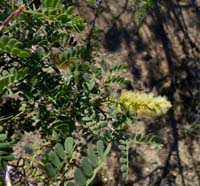09senegalia_greggii1090449w
