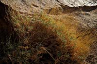 11encelia_farinosa08441w