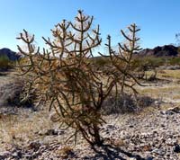 14cylindropuntia_ramosissima1090138aw