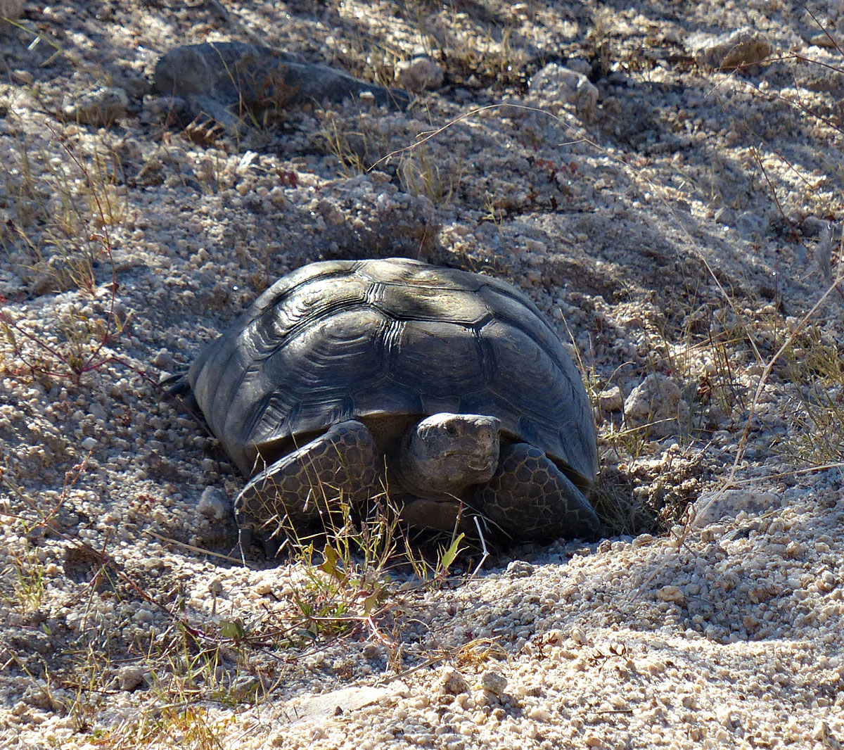 02gopherus_agassizii08492w