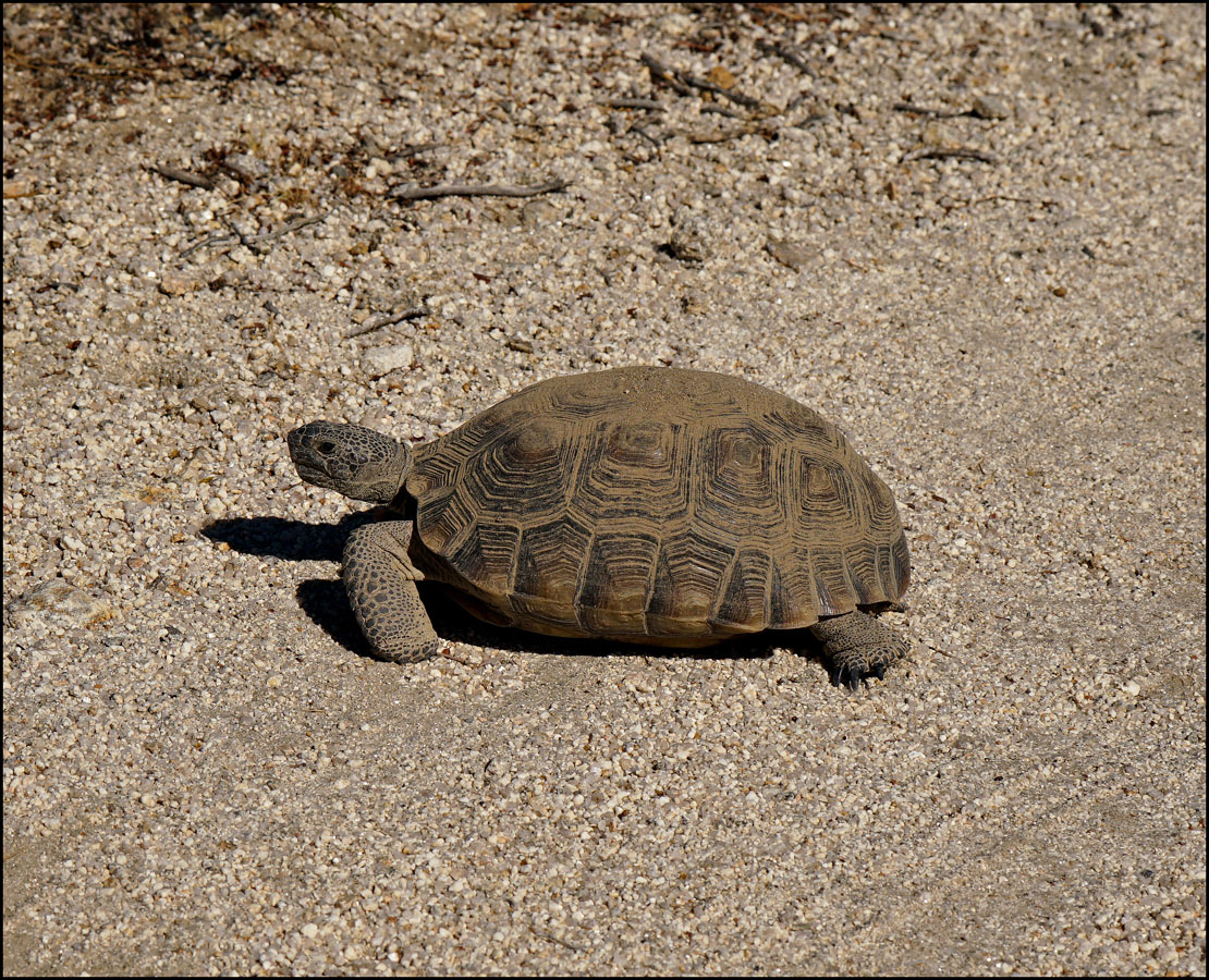 02gopherus_agassizii08492w