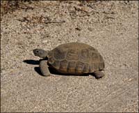 02gopherus_agassizii08492w