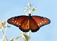 03butterfly1090485aw