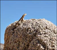 05sauromalus_ater08377w