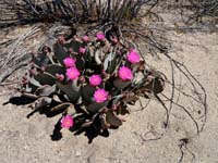 03opuntia_basilaris1380332w