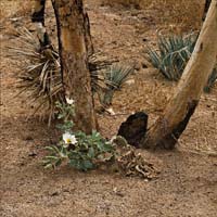 04argemone_munita07424w