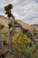 06senecio_flaccidus07426w