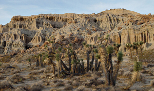 redrock1751