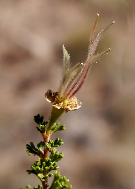 02cowania1310336