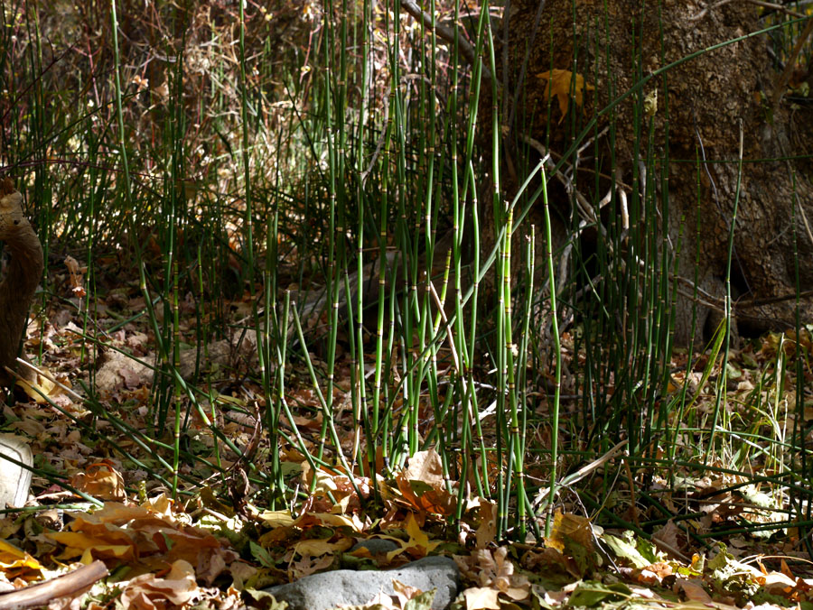 04equisetum1320168