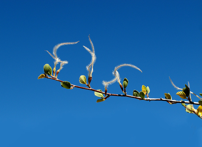 05cercocarpus1310080