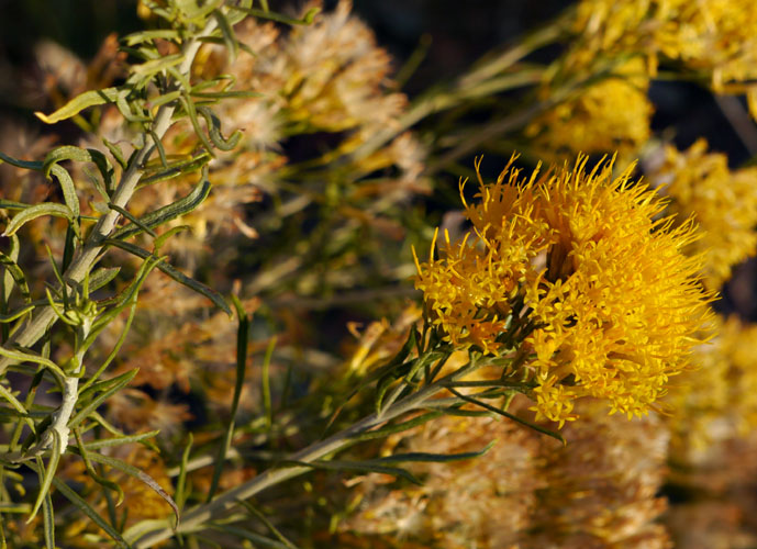 06ericameria_nauseosus1310272web