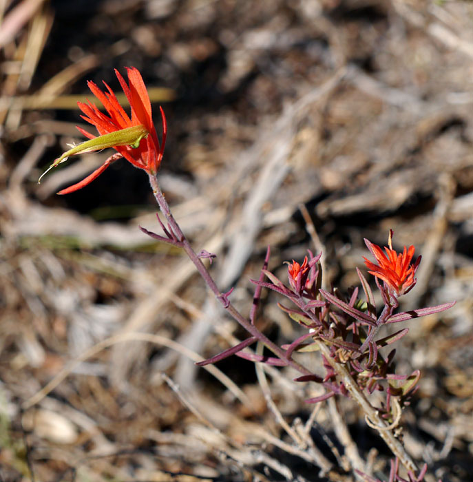 07castilleja1310370web