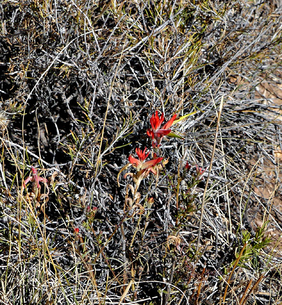 07castilleja1310370web