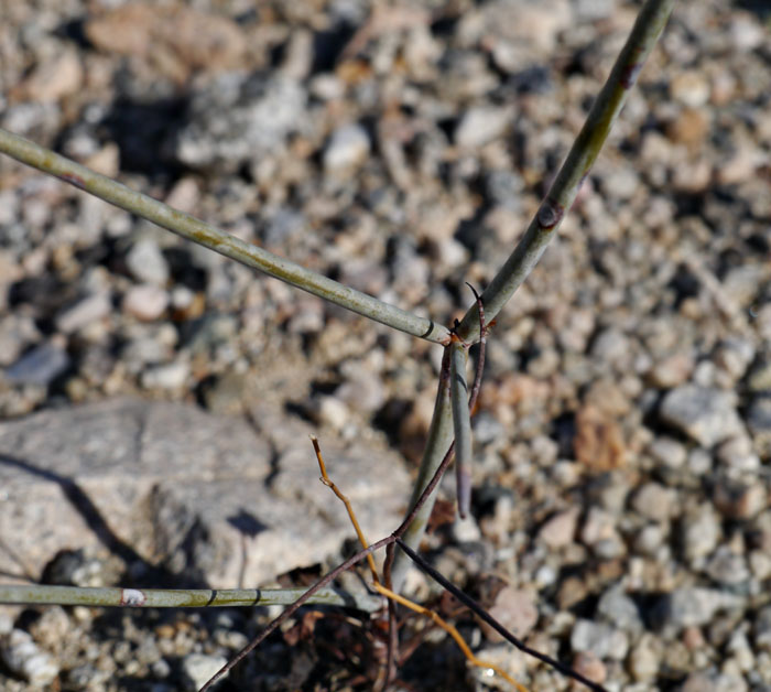 09eriogonum300892aWeb