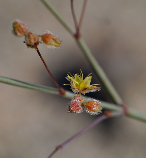 09eriogonum300892aWeb