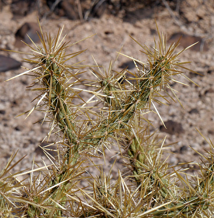 10opuntia_acanthocarpa1320328