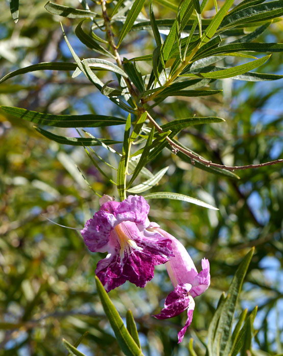 14chilopsis_linearis1320204