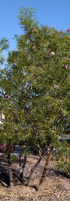 14chilopsis_linearis1320204