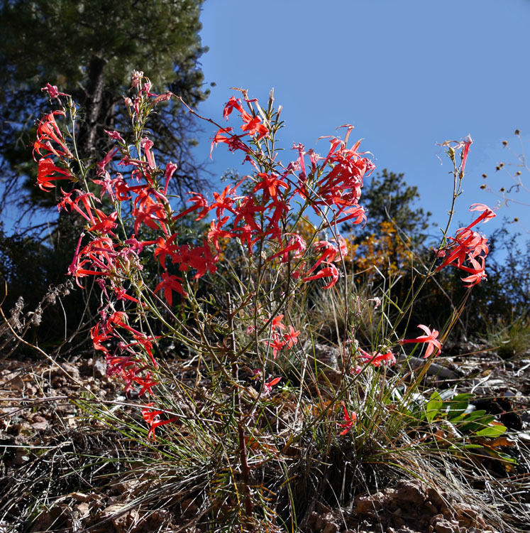 15ipomopsis_aggregata1310404web