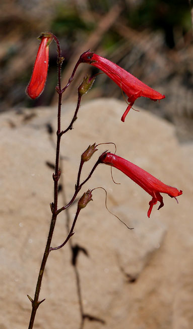 18penstemon1310400
